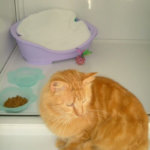 Foxcombe Cats Hotel, Pembrokeshire, Wales