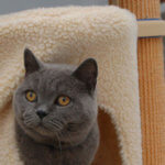 Quintessential Quarters, Cattery
