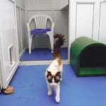Southdown Cattery, Nottinghamshire