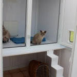 Whitehouse Cattery, Meriden, Warwickshire