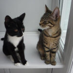 uPVC Cattery for Whichwood Cat Hotel, Northamptonshire