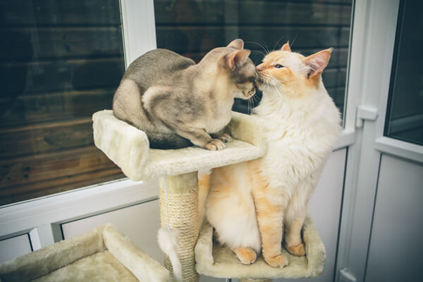 Hanbury Cattery