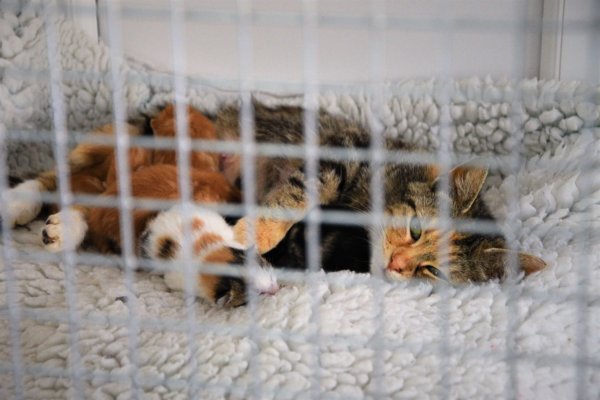 Redditch Cat Rescue - Rescue cat pens