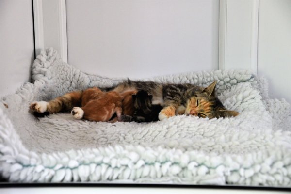 Redditch Cat Rescue - Rescue cat pens