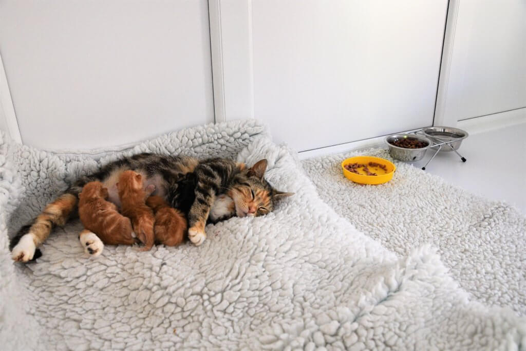 Redditch Cat Rescue Rescue cat pens Pedigree Pens Ltd