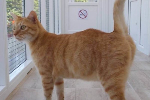 Chats Du Quercy