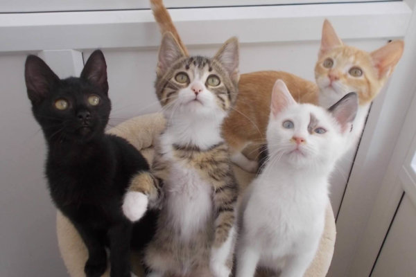 Chats Du Quercy