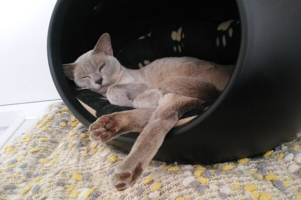 Contented Cat